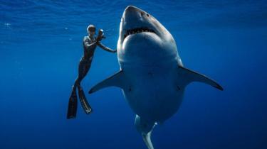 Cerita tim penyelam saat berhadapan dengan hiu putih terbesar di dunia