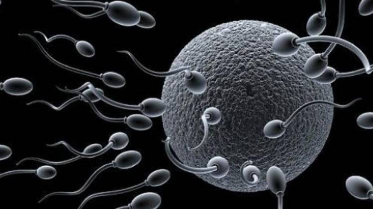 Studi Terbaru Menunjukkan Infeksi Covid-19 dapat Merusak Sperma