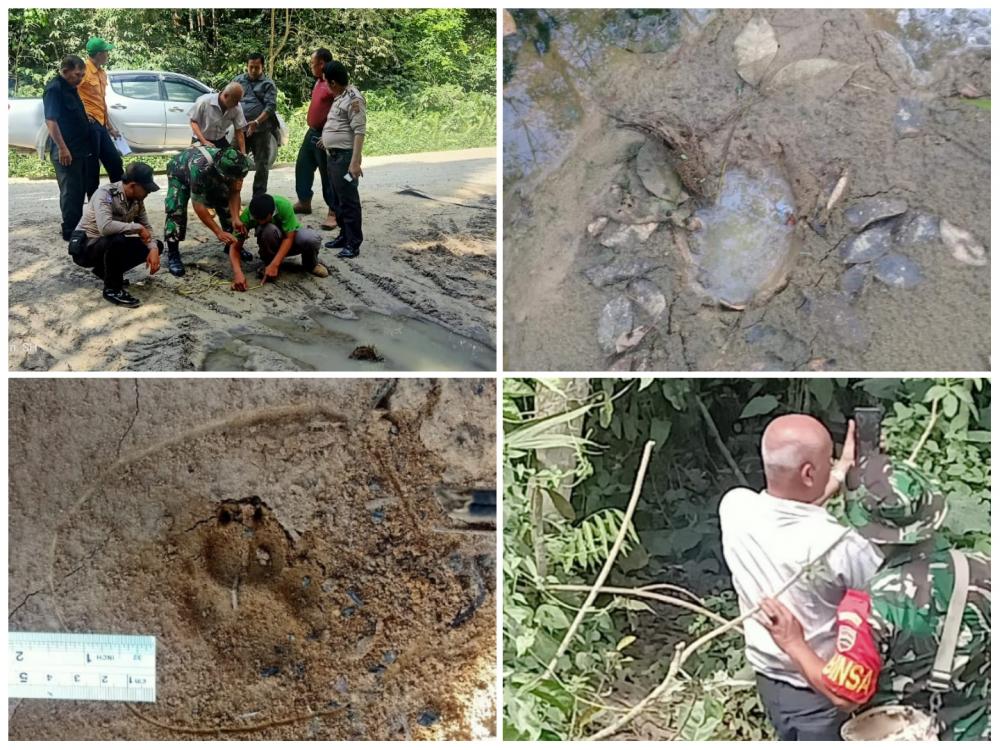 Berkeliarannya Harimau Sumatera di areal perkebunan ternyata informasi Hoax