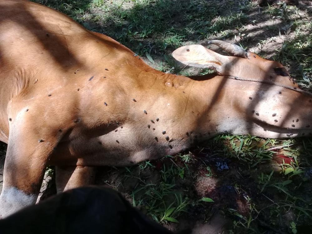 Sapi milik warga di duga mati karena di terkam dan di cakar harimau sumatera
