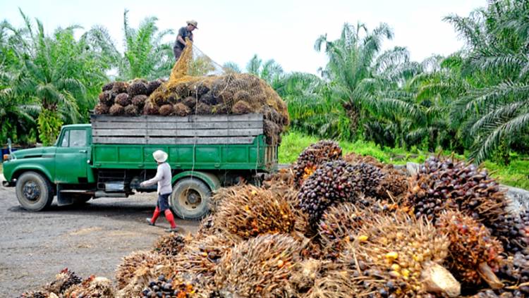 Kabar Baik untuk Petani Sawit Riau: Ini Daftar Harga Sawit Riau Periode 2 - 8 Februari 2022