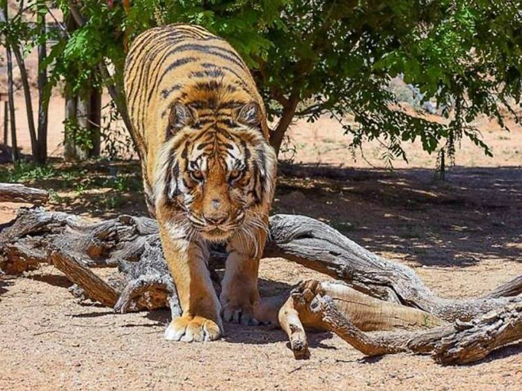 Seekor Harimau Sumatera Terkam Dua Orang Petani di Aceh Selatan
