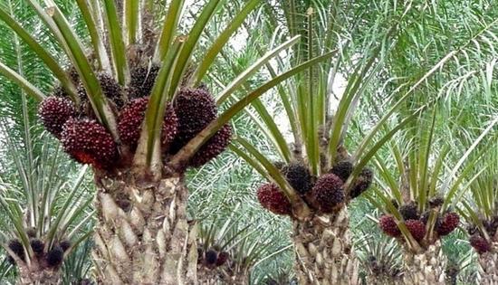 Rendahnya Harga Sawit Jokowi Sarankan Menjajal Tanam Durian