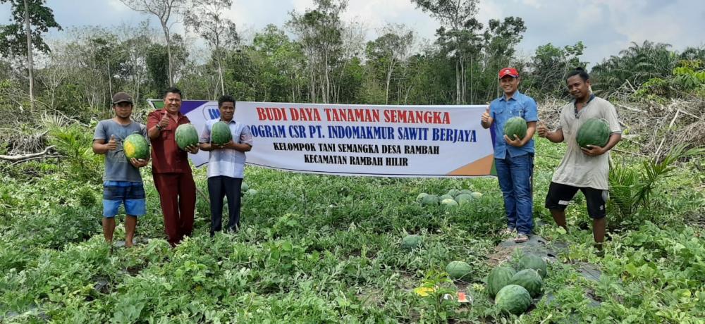 Bantuan CSR PT .ISB Hasilkan puluhan Ton Semangka di Kecamatan Rambah Hilir.