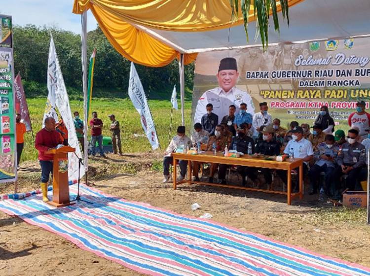 Bupati Kampar Bersama Anggota DPR-RI H.Syahrul Aidi Ma'azat,Lc.MA Menghadiri Panen Raya Padi Unggul Program KTNA Propinsi Riau