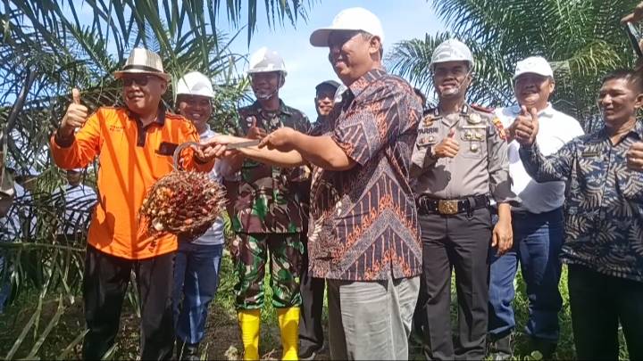 Panen Perdana PSR Jilid II Dihadiri Kadis KPP dan Ketua APKASINDO Rohil