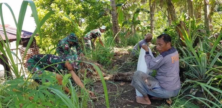 Anggota Satgas Kodim Maluku Yonarhanud 11/WBY Bantu Petani Panen Serai di Dusun Waikiku