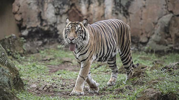 Dua Harimau Sumatera Terpapar Covid-19 di Taman Margasatwa Ragunan