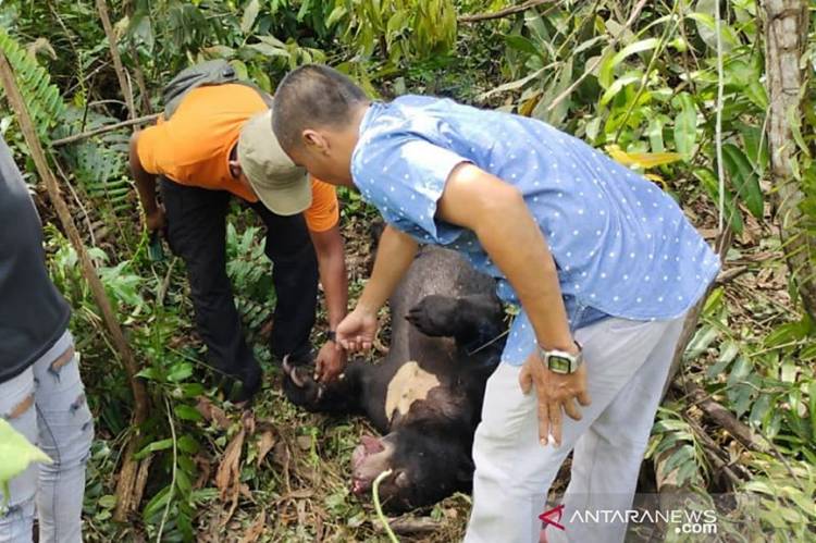 Beruang Madu Jantan Ditemukan Mati Mengenaskan Terjerat Tali di Siak Riau