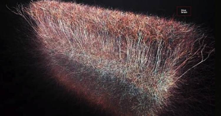 Ilmuwan Menemukan Struktur Multi Dimensi Alam Semesta pada Otak Manusia