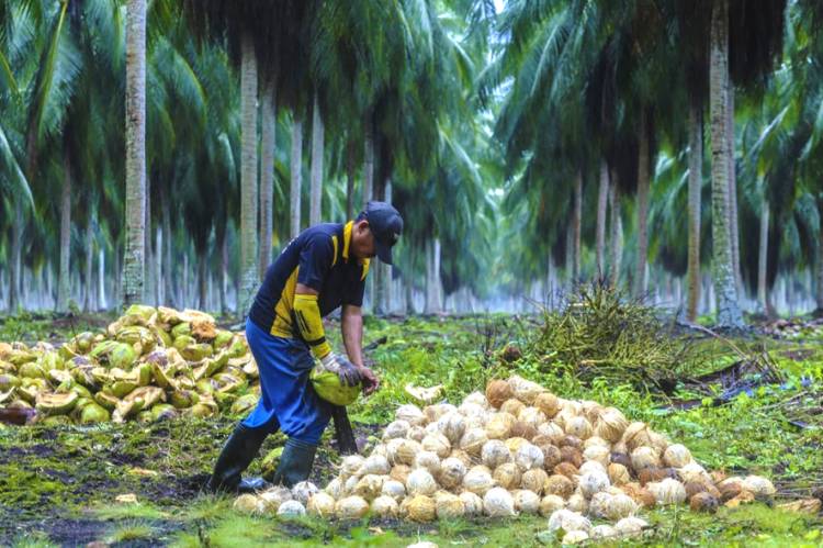Kelapa sebagai Bentuk Kearifan Lokal Bernilai Ekonomi di Kabupaten Inhil yang Harus Dipertahankan