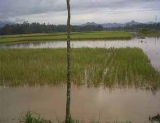 Banjir Kota Padang Mulai Surut, Warga Mulai Bersihkan Rumah dan Peralatan