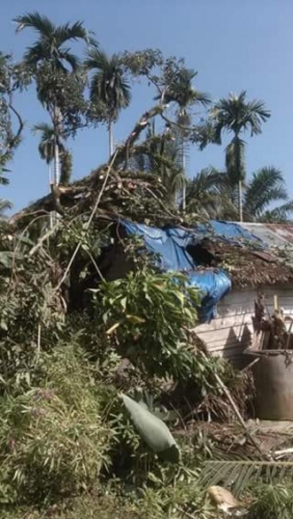 Akibat Angin Kencang, Satu Rumah di Kuansing Roboh Tertimpa Pohon