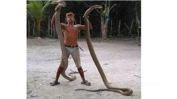 Pria di Kampar Ini Sehari-hari Bergelut dengan 2 Ekor Ular Kobra Besar bikin Merinding Netizen
