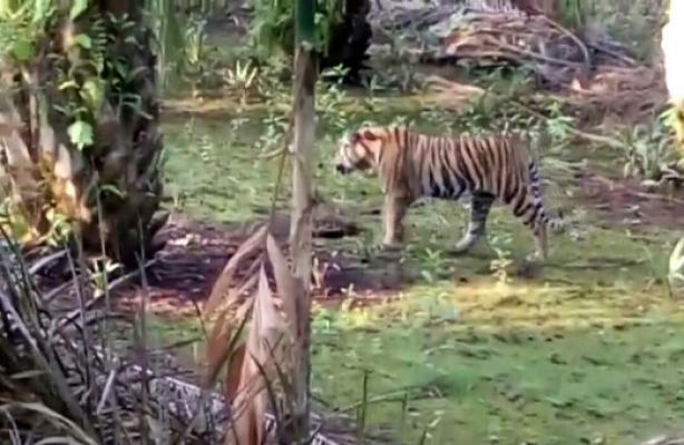 Harimau Berkeliaran di Pemukiman, Seorang Warga Inhil Nyaris Dimangsa