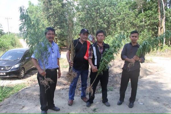 Polda Riau Temukan Ladang Ganja di Rumbai Kota Pekanbaru