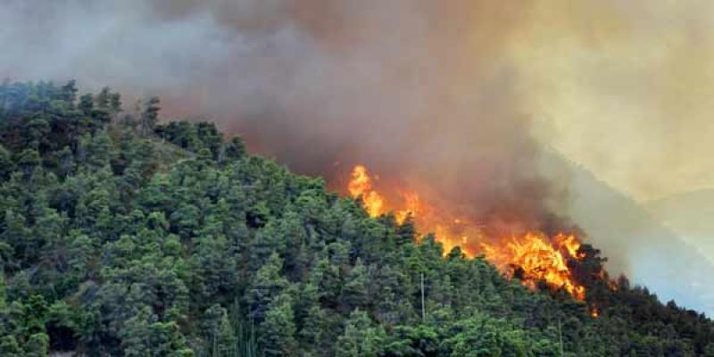Pemerintah Tidak Perlu Menutupi Siapa Pelaku Pembakar Hutan