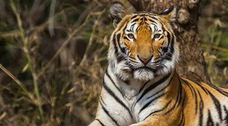 Diduga Bunuh Manusia, Harimau Ini Dilindas Pakai Traktor