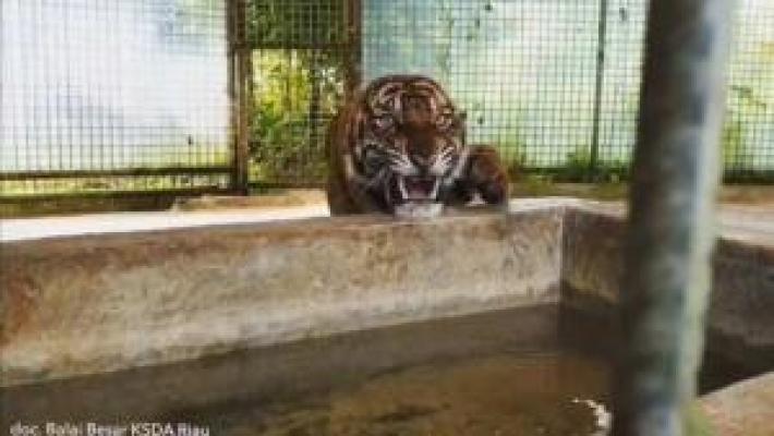 Kondisi Harimau Sumatera yang Terjebak di Lorong Ruko Pasar Inhil Riau Mulai Membaik